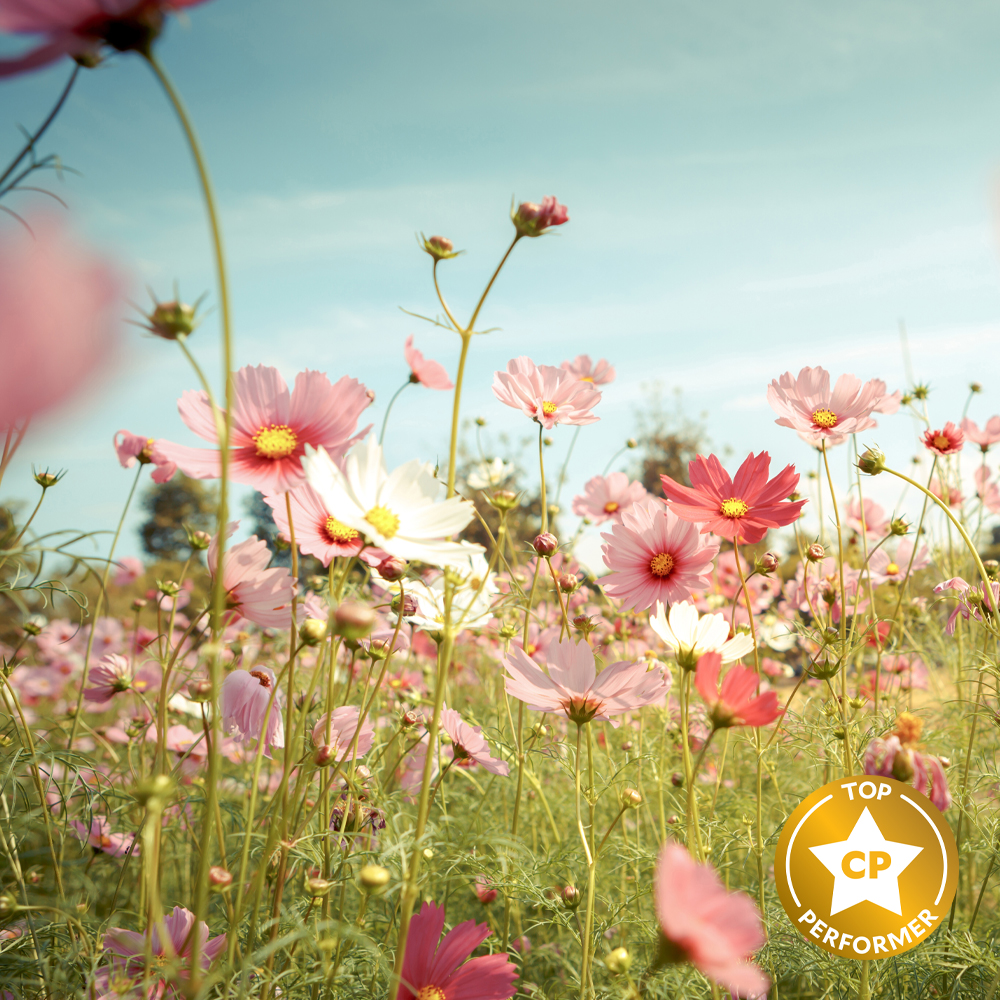 Countryside Flowers Fragrance Oil