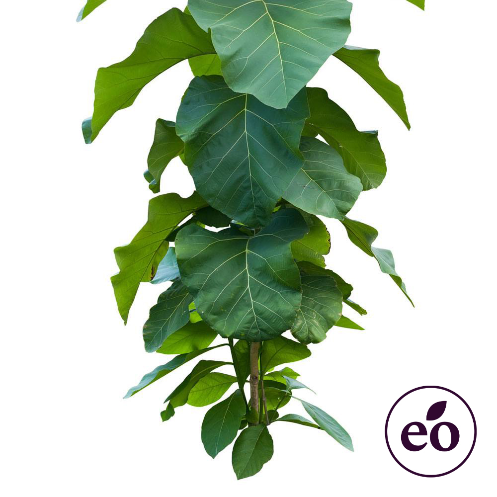 Litsea Essential Oil