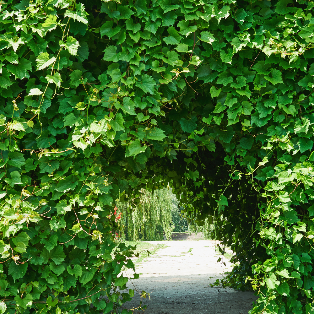 DISCONTINUED - Willow and Ivy Fragrance Oil
