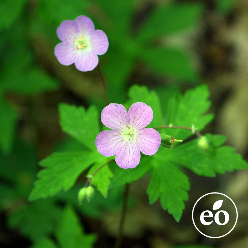 Egyptian Geranium Essential Oil