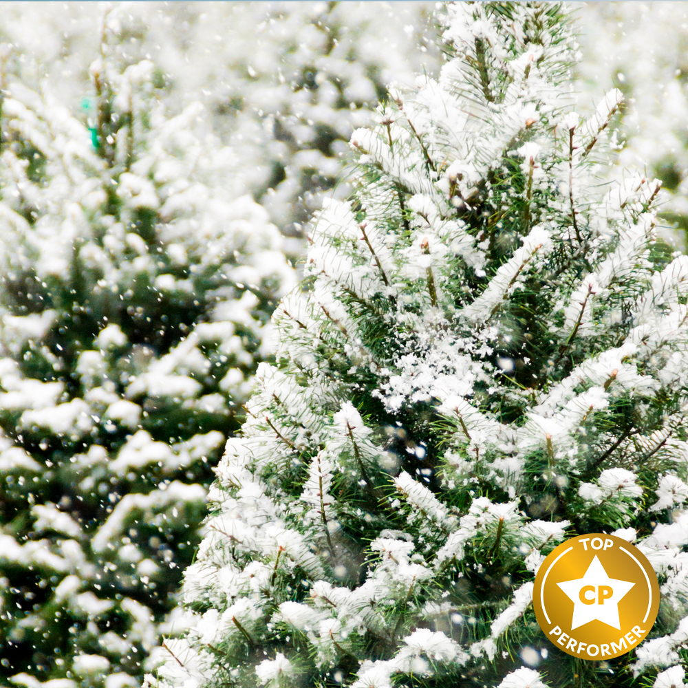 Frosted Fir Fragrance Oil