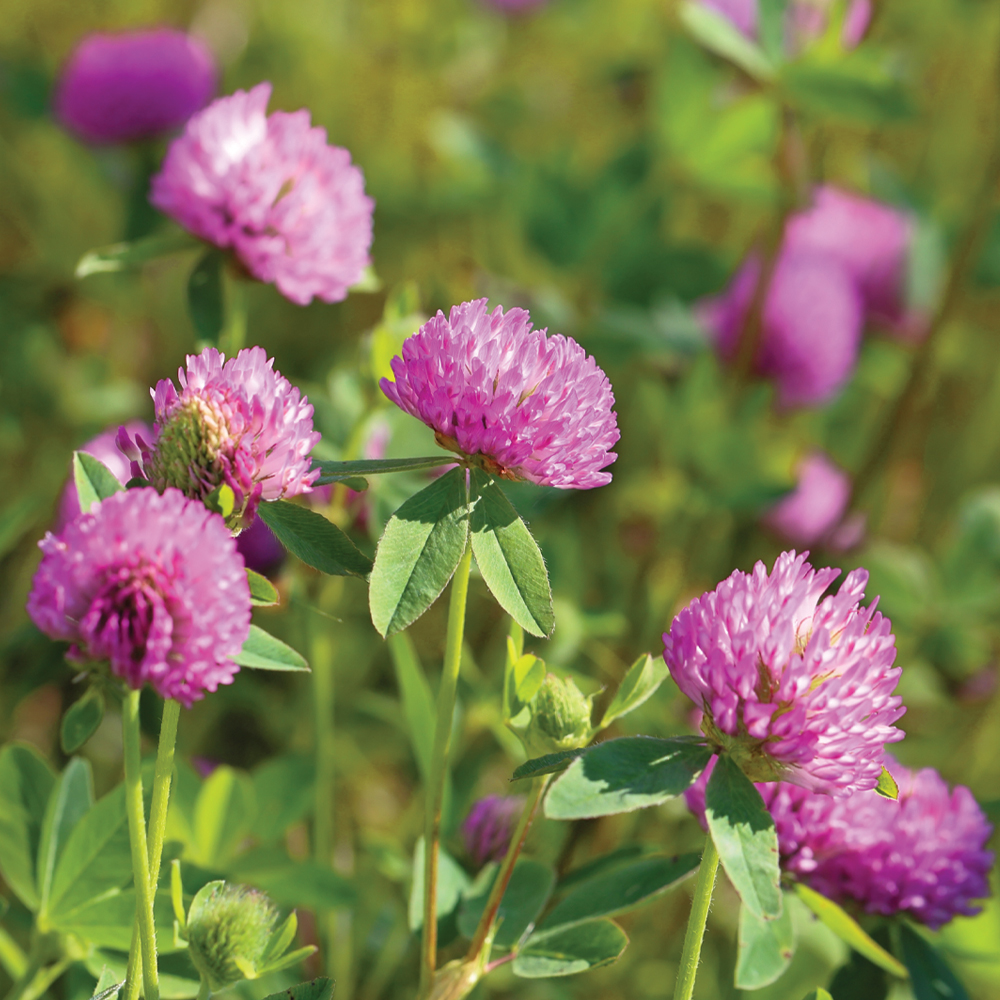Clover Meadow Fragrance Oil