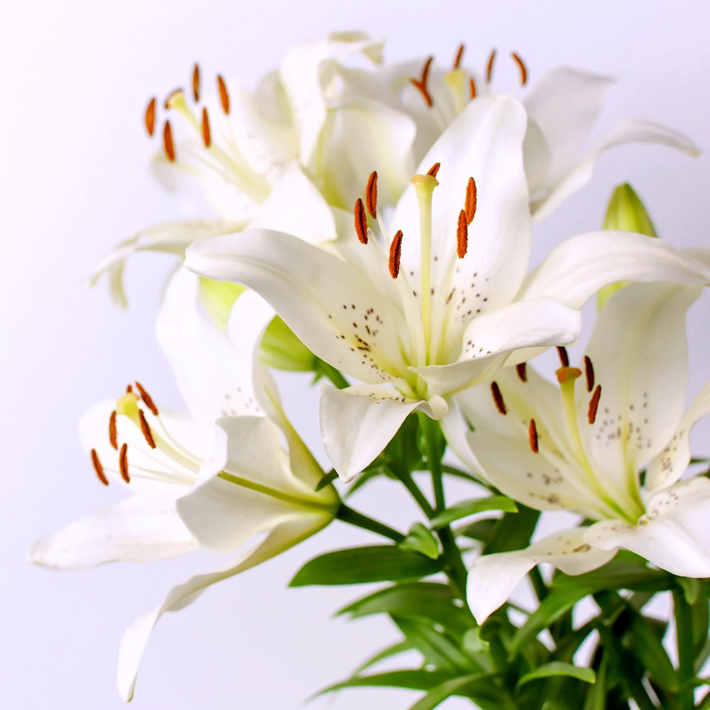 White Lily and Aloe Fragrance Oil