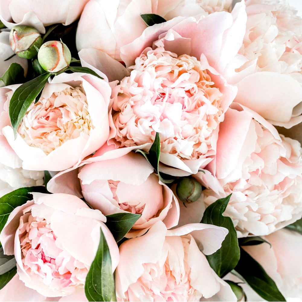 Pink Peony Fragrance Oil