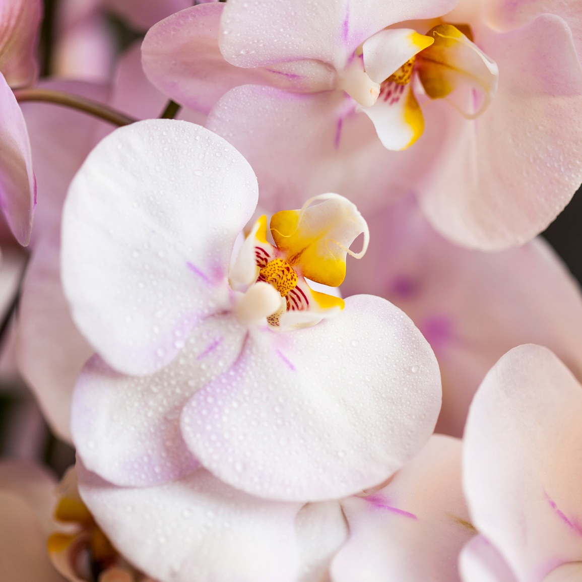 DISCONTINUED - Radiant Orchid Fragrance Oil