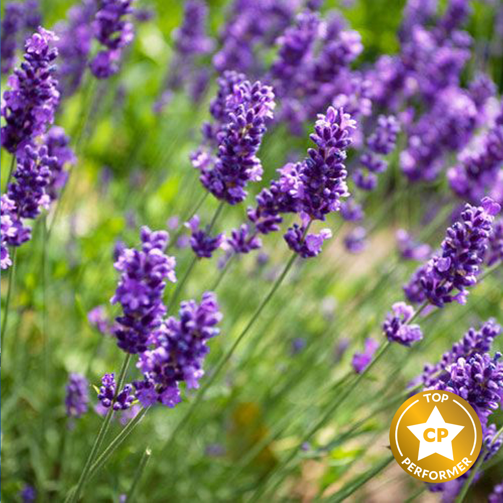 Lavender Fragrance Oil