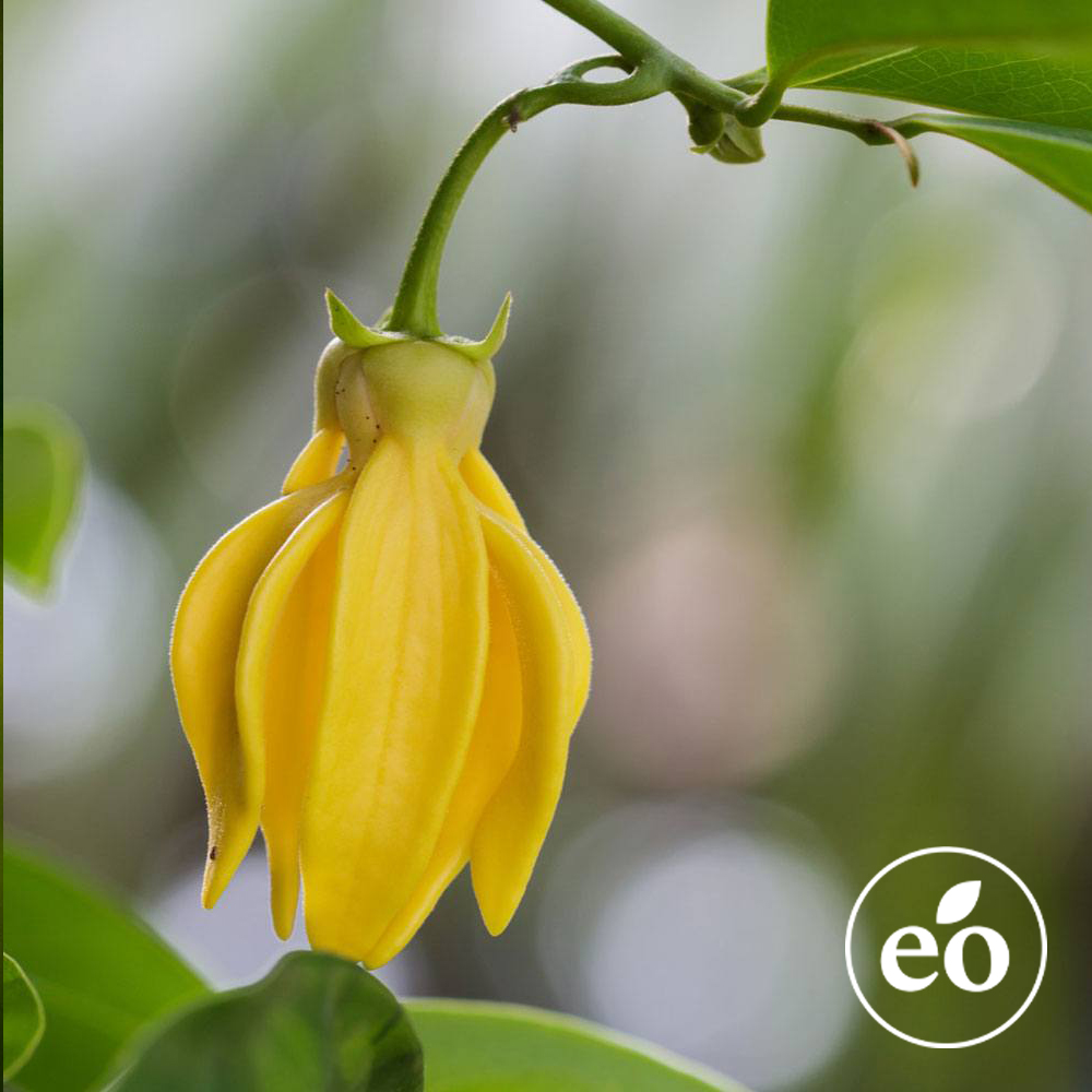 Ylang Ylang III Essential Oil