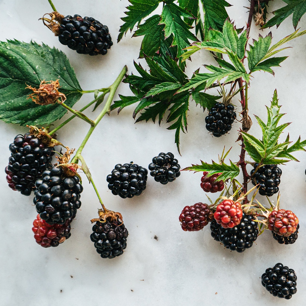 Blackberry Sage Fragrance Oil