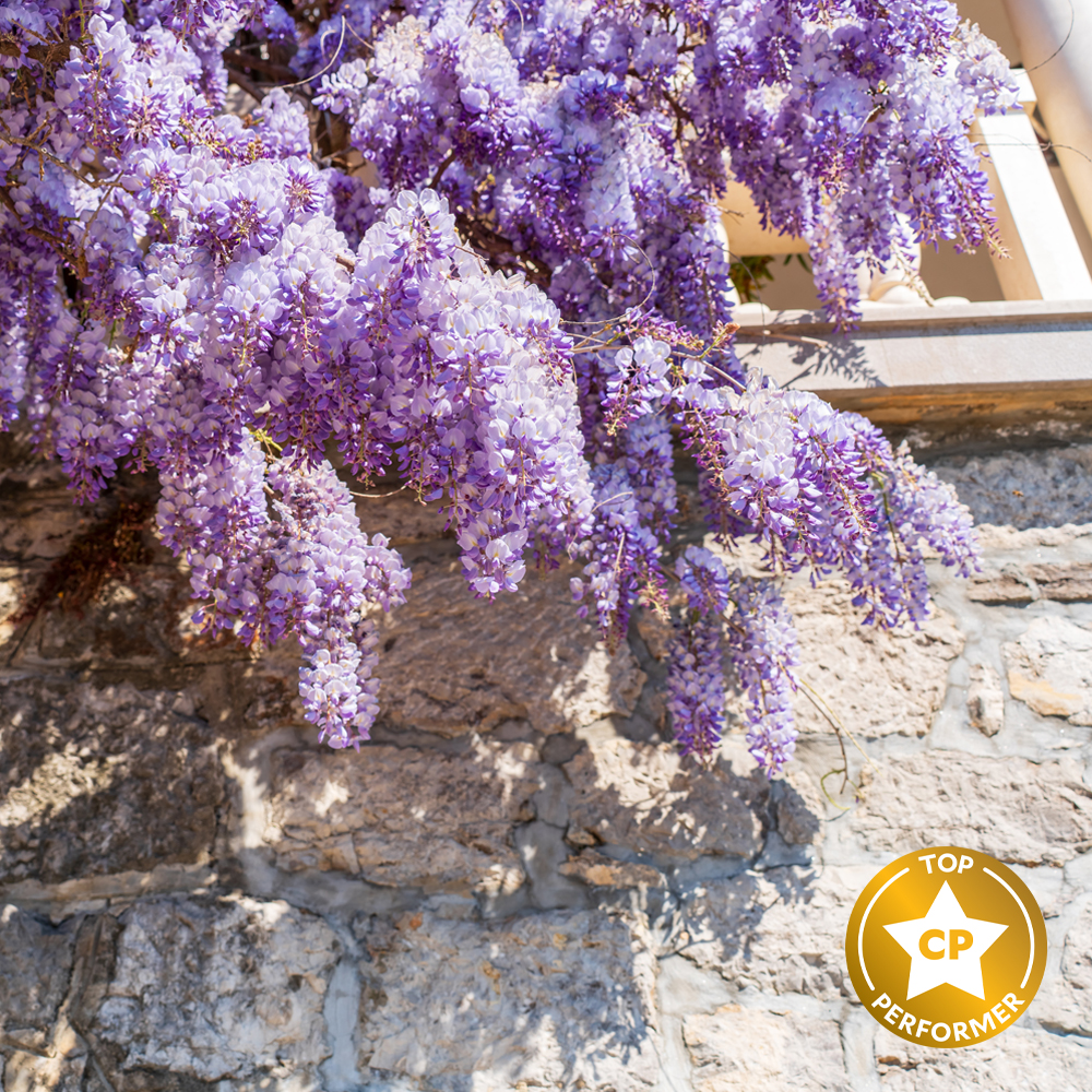 Wisteria Garden Fragrance Oil