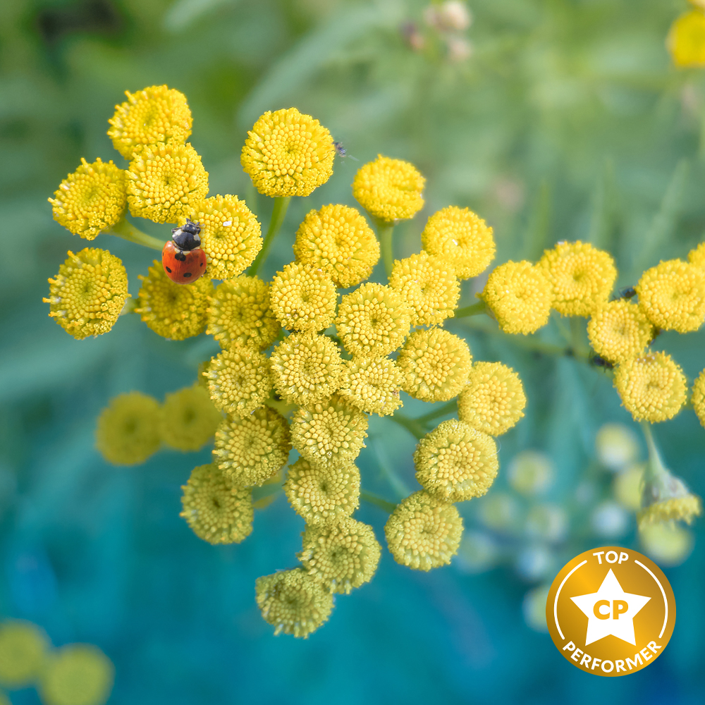 Blue Tansy Fragrance Oil