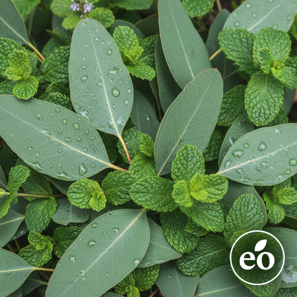 Eucalyptus Mint Essential Oil Blend