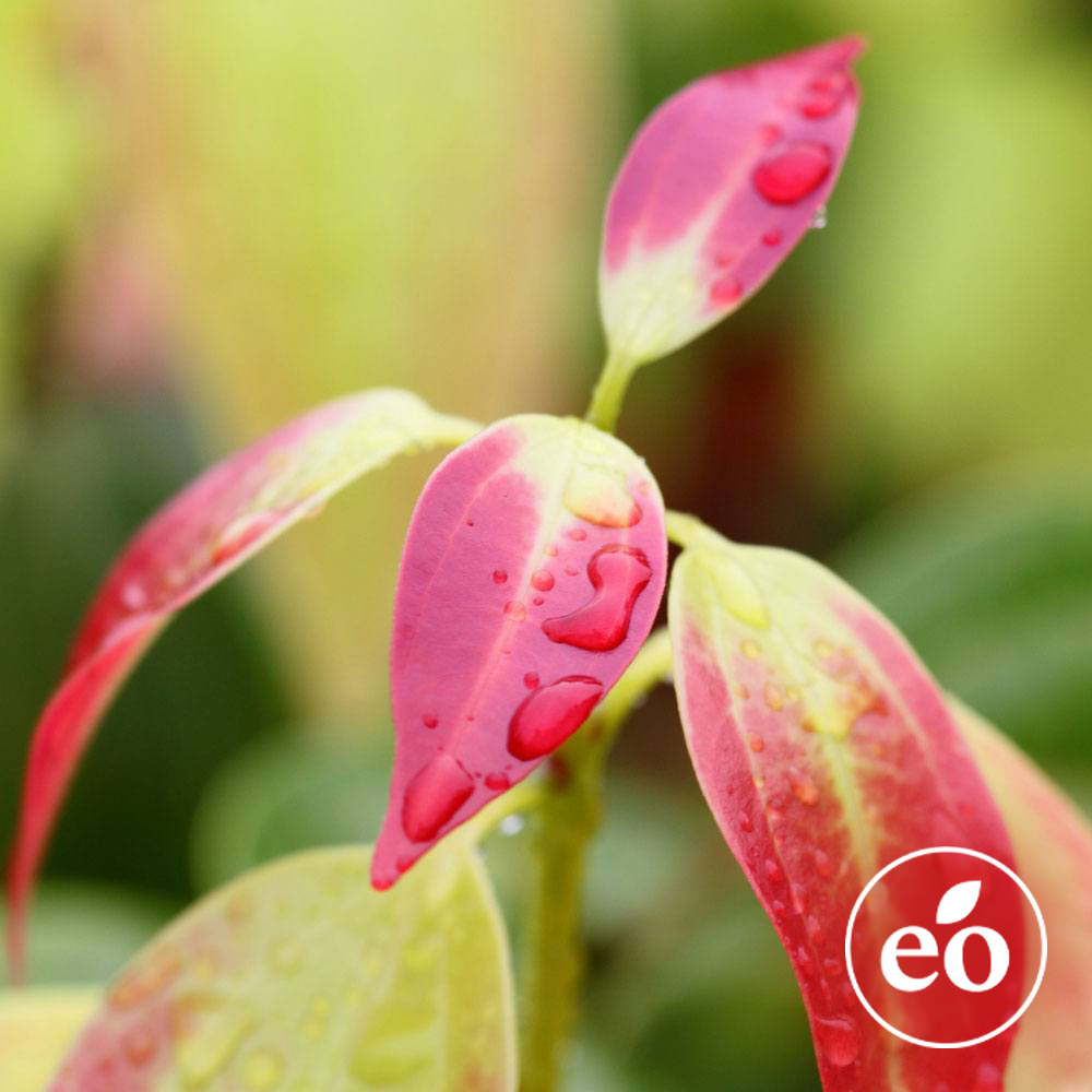 Cinnamon Leaf Essential Oil