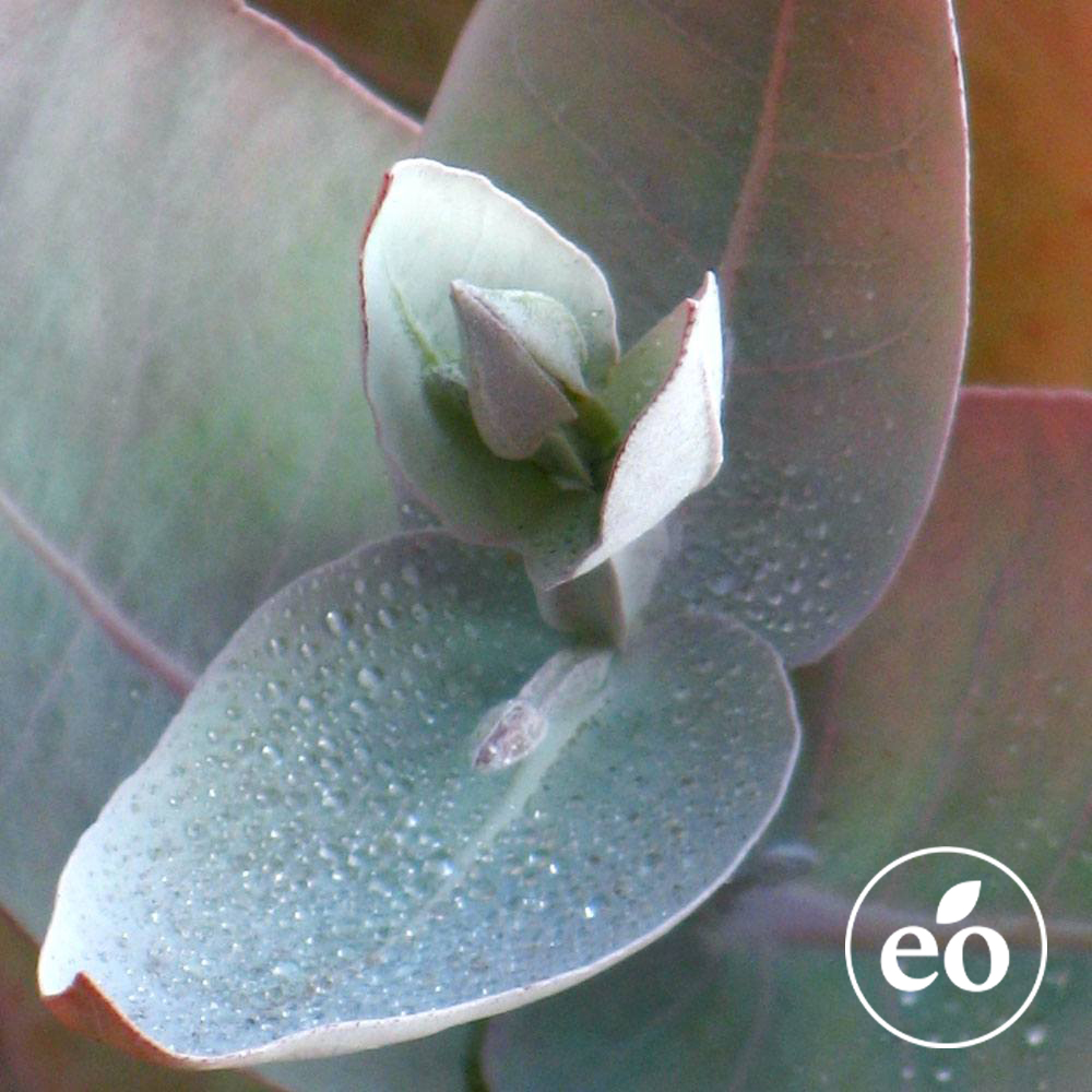 Eucalyptus Essential Oil