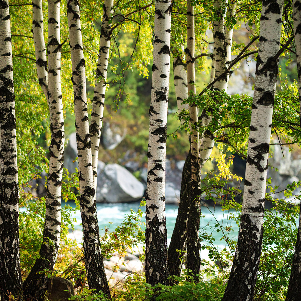 River Birch and Stone Fragrance Oil