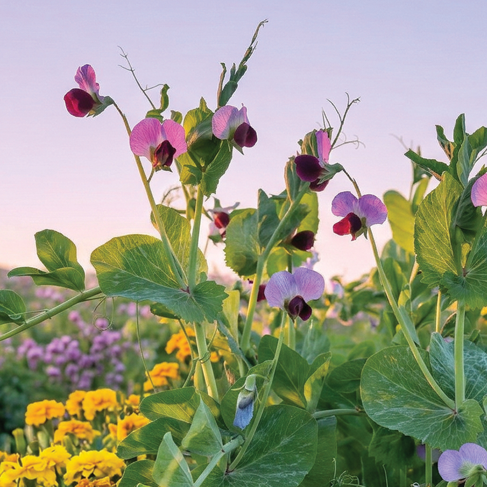 Wild Sweet Pea Fragrance Oil