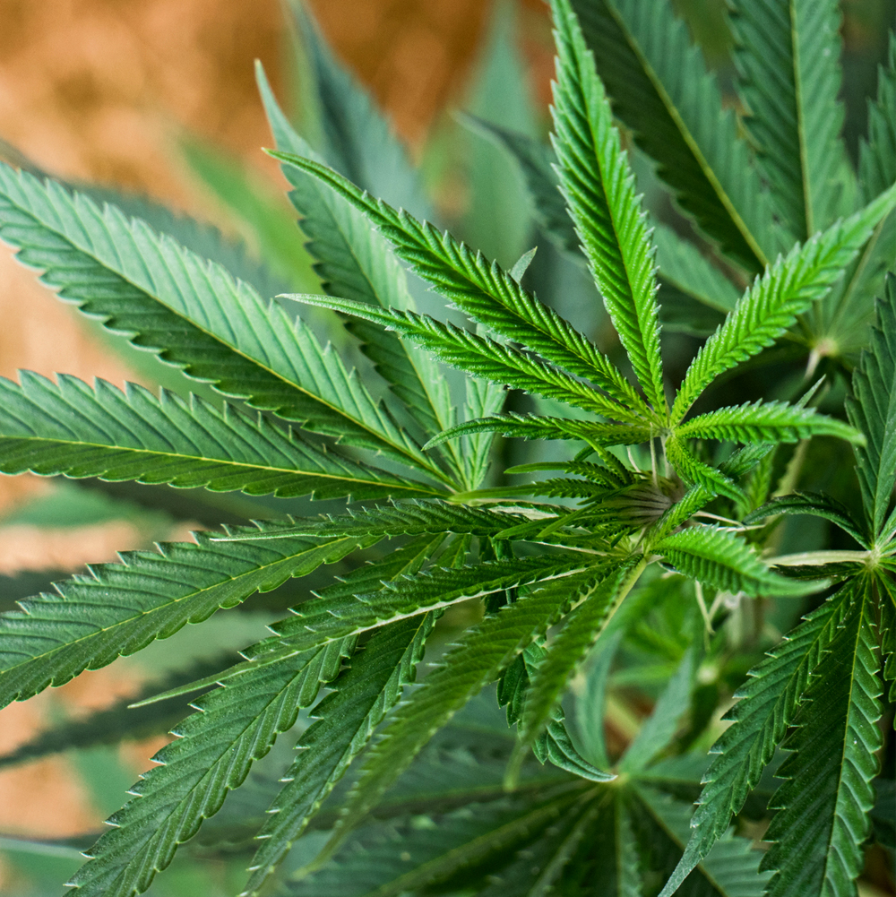 Cannabis Cashmere Fragrance Oil