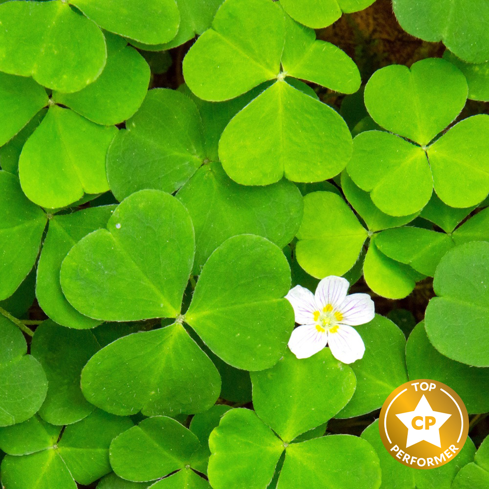 Clover and Aloe Fragrance Oil