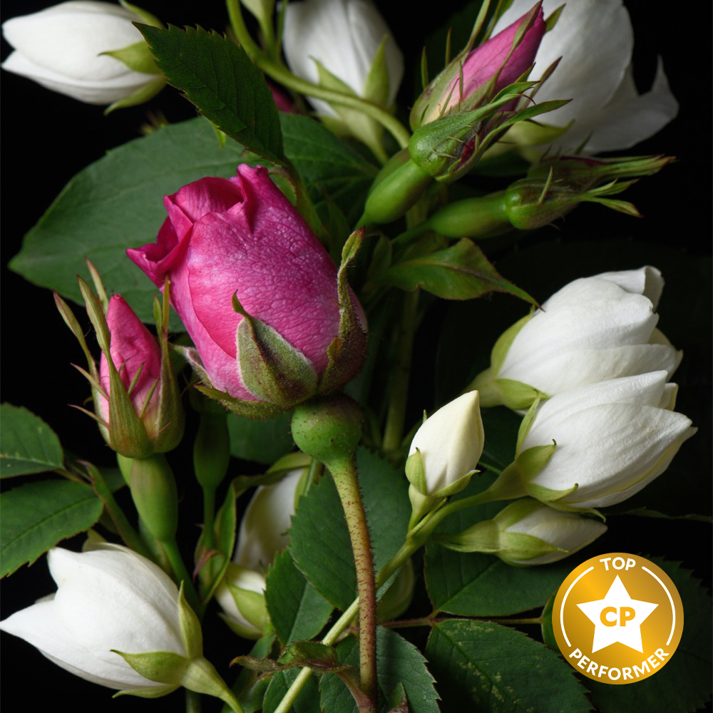 Rosehip Jasmine Fragrance Oil