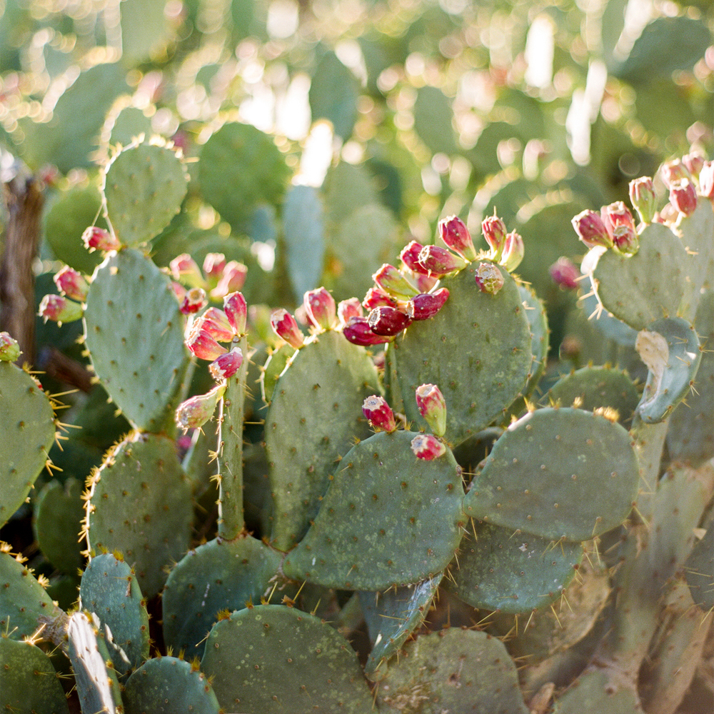 DISCONTINUED - Agave Bloom Fragrance Oil