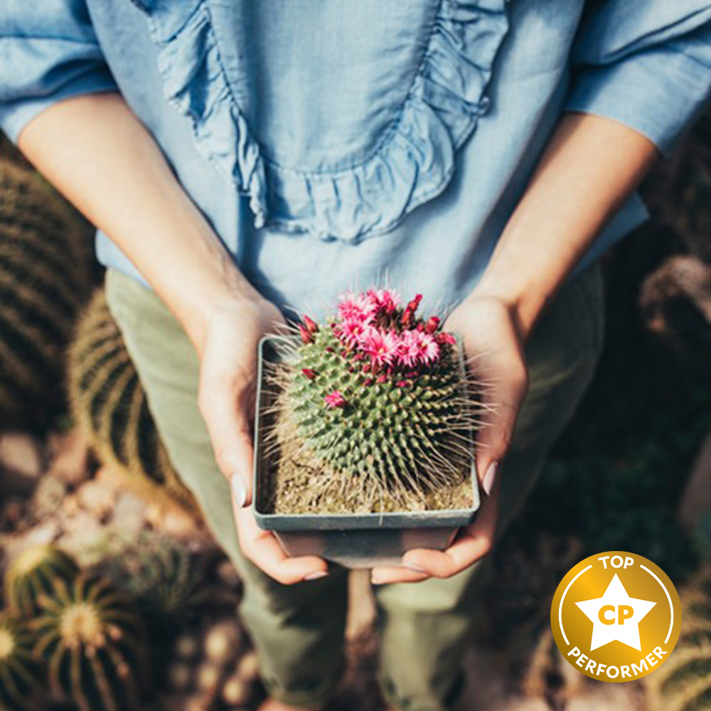 Cactus Flower Fragrance Oil